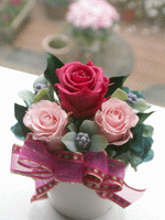 エリーゼ ピンク