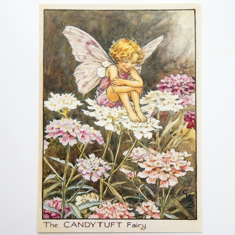 フラワーフェアリーズ　ポストカード The Candytuft Fairy